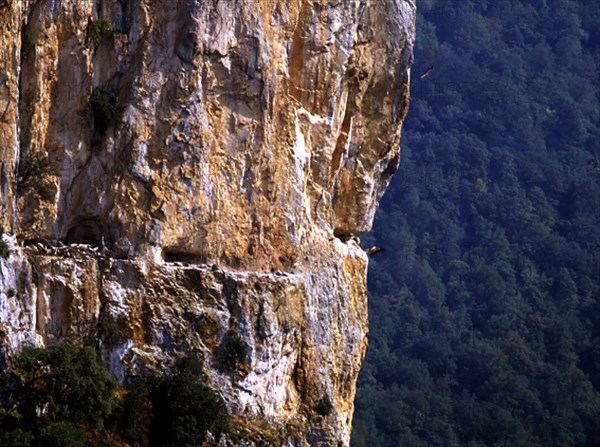 PARED ROCOSA CON NIDOS DE BUITRES LEONADOS
NAVARRA, FOZ DE ARBAYUN
NAVARRA
This image is not downloadable. Contact us for the high res.