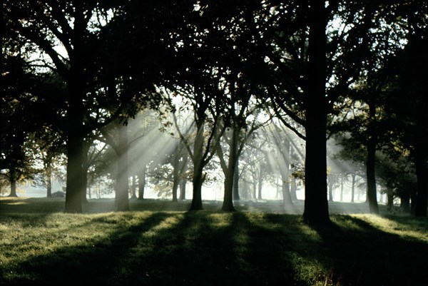 Forest with sunlight and shadows, symbol of  inspiration and revelation