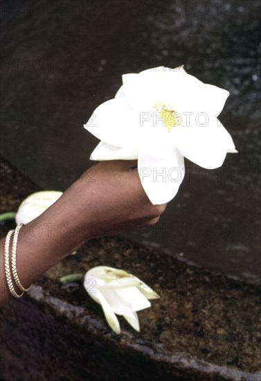 Offrande de lotus au temple d'un autel