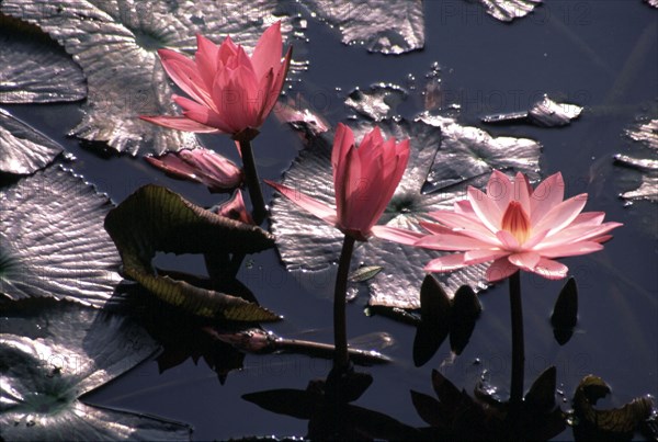 Lotus and pond, Bodhgaya, India, site of Buddhas enlightenment