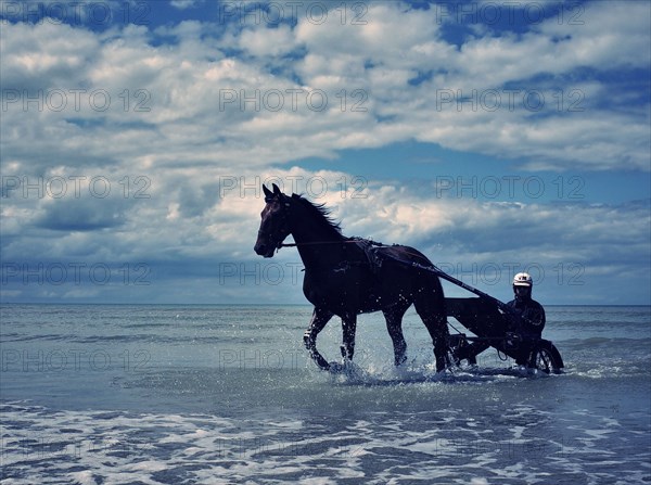 Sulky on a beach in Cabourg, 2019