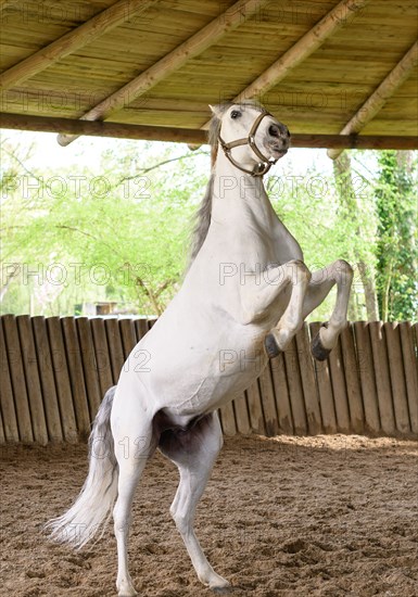 Dressage de chevaux