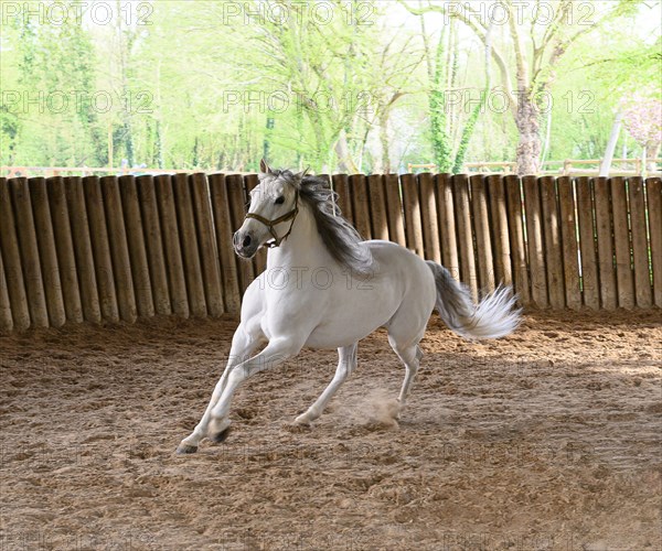 Horse training