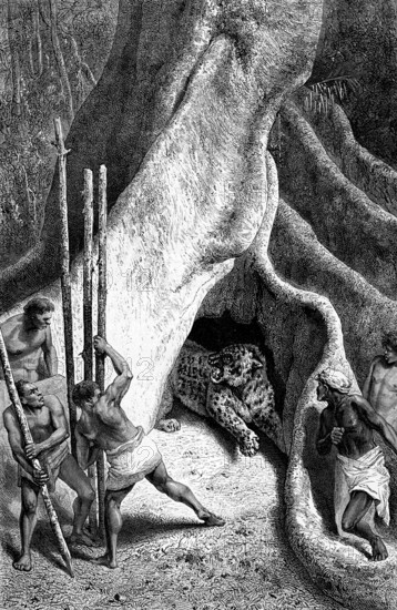 The jaguar hunt in Panama