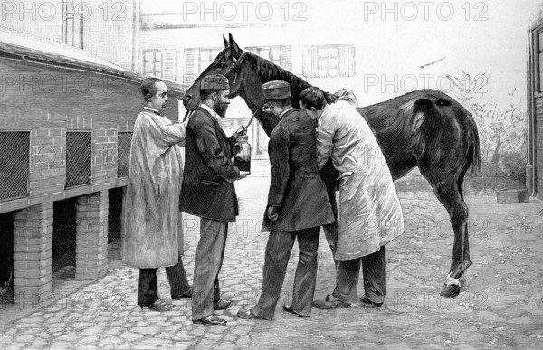 Injection d'une dose de sérum antidiphtérique sur un cheval