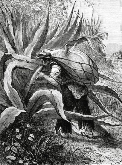 Mexique. Le pulque - 19e siècle