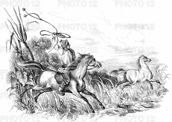 Chasse au cheval sauvage