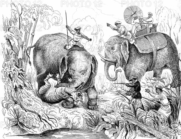 Chasse au tigre en INDE- 1834