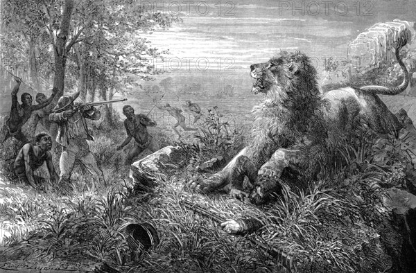 LIVINGSTONE et le lion