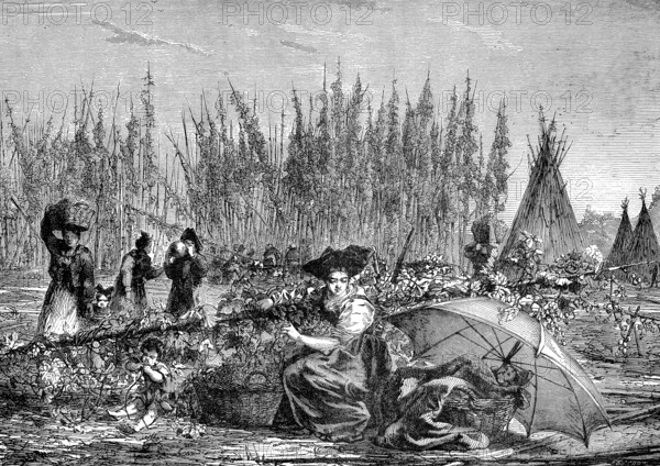Récolte du houblon en Alsace en 1876