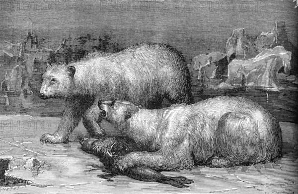 Ours des mers polaires