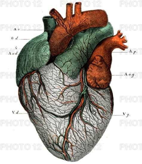 ANATOMIE-Le coeur,face antérieure
