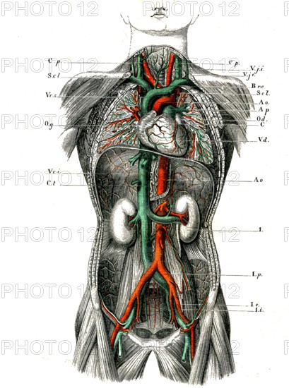 Système circulatoire