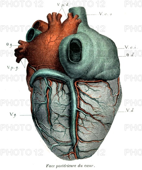 COEUR-face postérieure