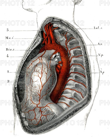 COEUR-Péricarde et artères du tronc