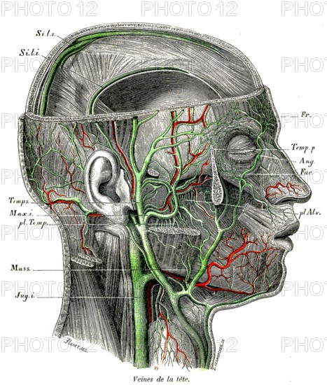 ANATOMIE,veines de la tête