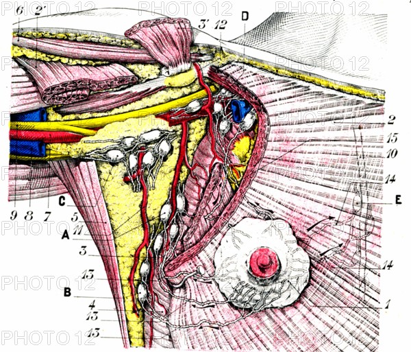 La mamelle chez la femme