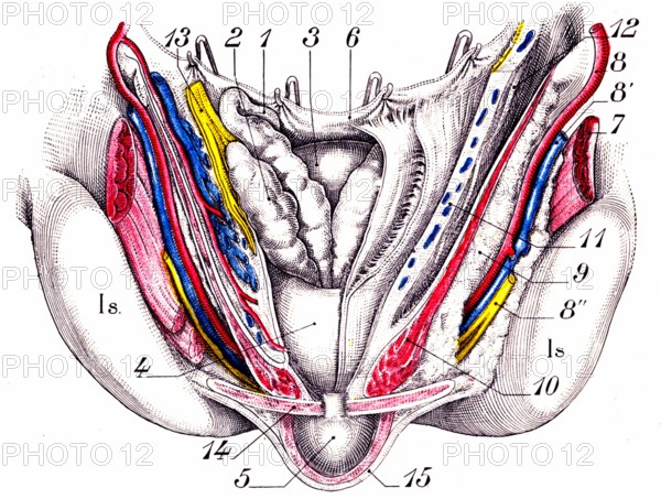 La prostate-Anatomie