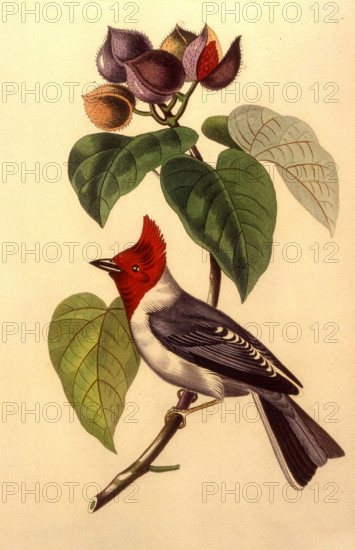 Fringille Paroare on the branch of a lipstick tree