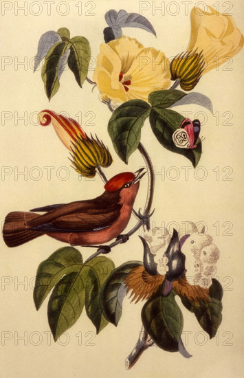 Moucherolle Rubin sur une branche de cotonnier