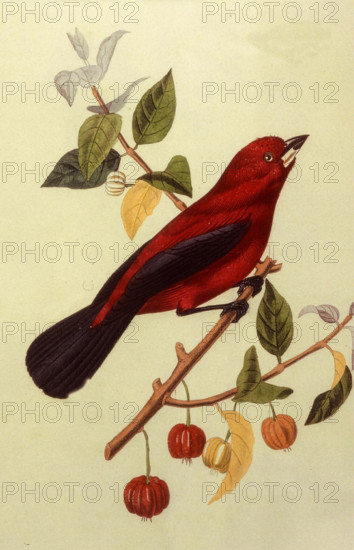 Ramphocèle Scarlatte mâle