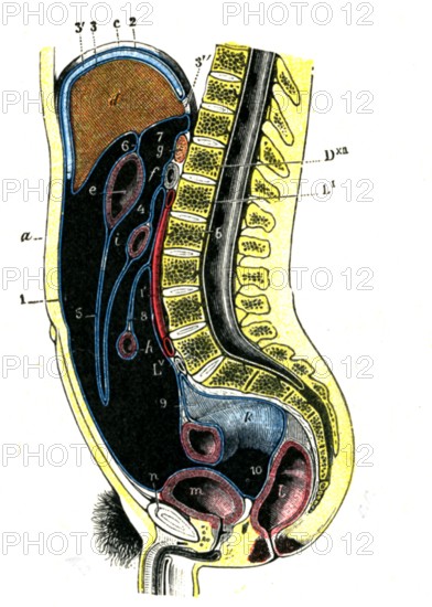 Le péritoine chez l'homme