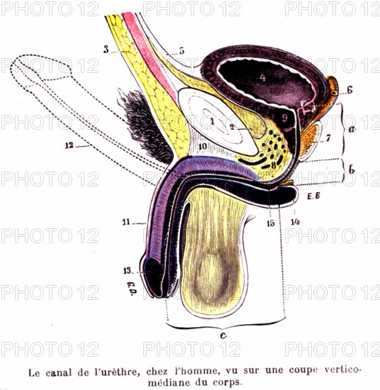 Pénis et canal de l'urètre