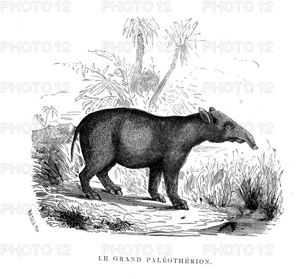 The big Paleotherion. From " The Universe before mankind " by M. Boitard,
Paris 1863