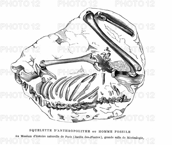 Anthropolithe skeleton or fossil man. From " The Universe before mankind " by M. Boitard.
Paris 1863