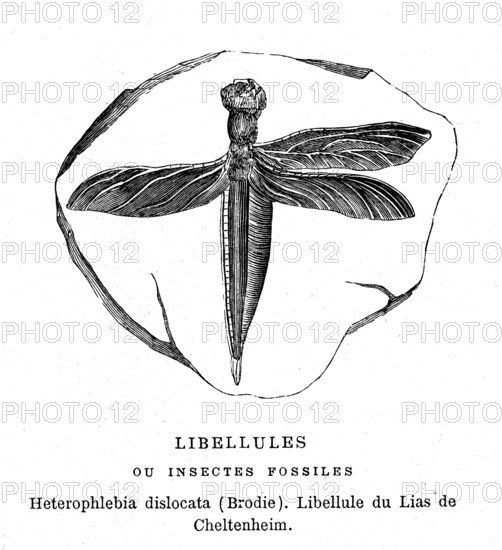 Heterophlebia dislocata ( by Brodie ) Fossil insect. From artwork " L'Univers
avant l' homme " by M. Boitard.
Paris 1863