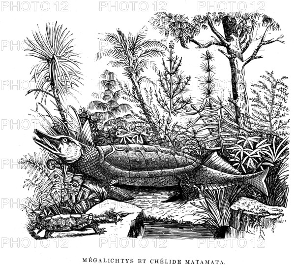 MEGALICHTYS and Chélide Matamata. from artwork " L'Univers avant l' homme " by M. Boitard.Published in Paris by Passard in 1863.
1863                       ( The Universe before mankind )