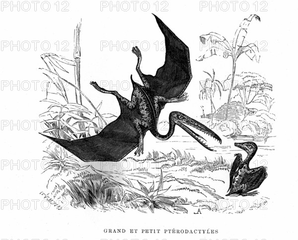 Big and small Pterodactylus. From " The Universe before mankind " artwork
by M. Boitard. Paris 1863.         ( L'Univers avant l' homme )
1863