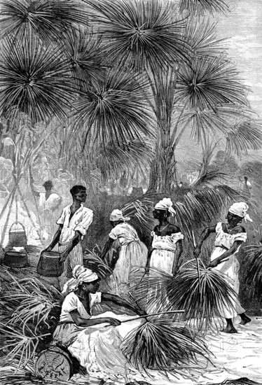 Harvesting the wax of the Carnauba tree for making the phonograph cylinder
From " Popular physics " by Emile Desbeaux. Paris 1891