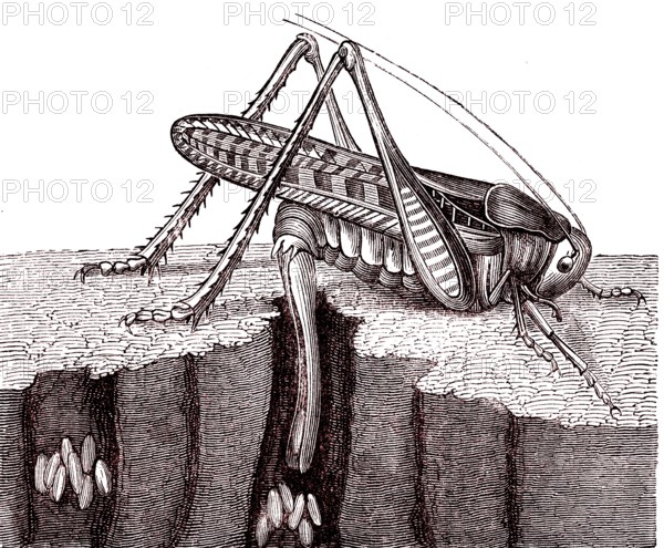 Grasshopper laying eggs.From " Animaux etranges " by Mme Gustave Demou
lin. Paris 1880