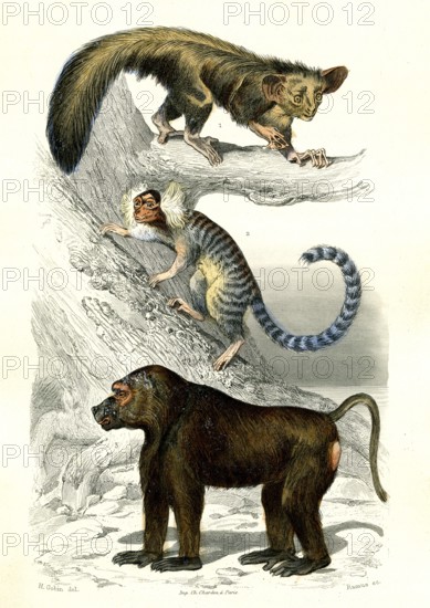 1 ) L' Aye-aye        1846
2 ) Le Ouistiti
3 ) Le papion
Planche illustrée parue dans l'ouvrage "Le Règne Animal distribué d'après son organisation", de Georges Cuvier, paru en 1817.