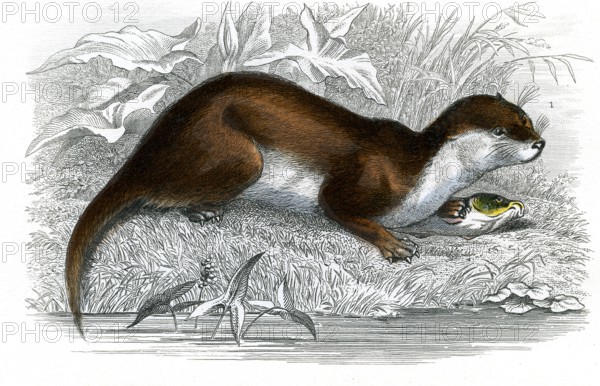 La loutre
1846
Planche illustrée parue dans l'ouvrage "Le Règne Animal distribué d'après son organisation", de Georges Cuvier, paru en 1817.