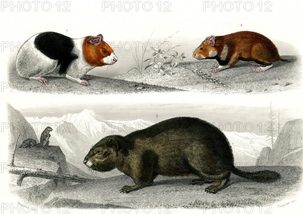 1 ) Le cochon d' Inde      1846
2 ) Le Hamster
3 ) La marmotte
Planche illustrée parue dans l'ouvrage "Le Règne Animal distribué d'après son organisation", de Georges Cuvier, paru en 1817.