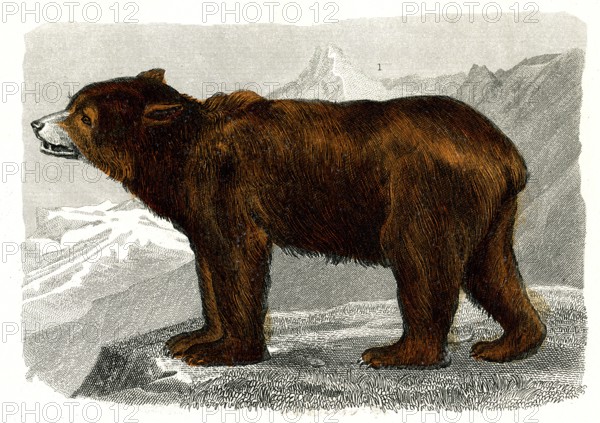 L'ours brun
1846
Planche illustrée parue dans l'ouvrage "Le Règne Animal distribué d'après son organisation", de Georges Cuvier, paru en 1817.
