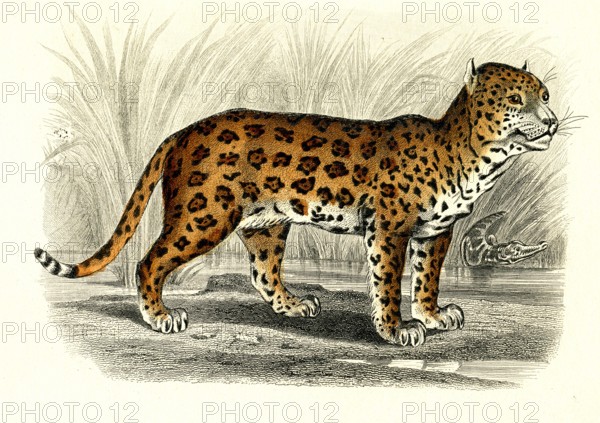 Le Jaguar
1846
Illustration from the French edition of the book "Le Règne Animal" by Georges Cuvier, published in 1817.