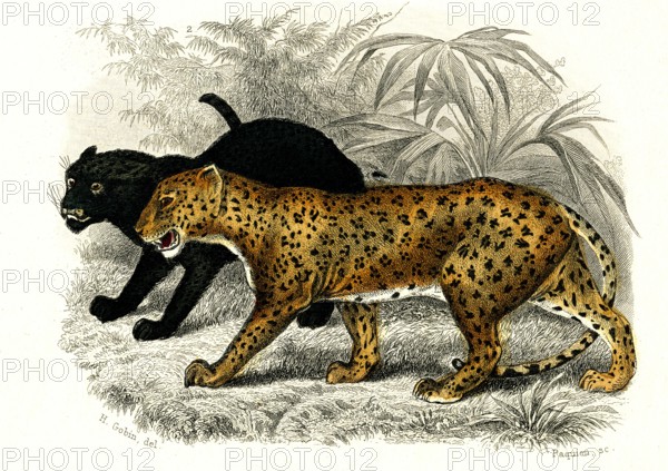 Les panthères
1846
Planche illustrée parue dans l'ouvrage "Le Règne Animal distribué d'après son organisation", de Georges Cuvier, paru en 1817.