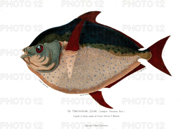 Lampris Guttatus
1846
Planche illustrée parue dans l'ouvrage "Le Règne Animal distribué d'après son organisation", de Georges Cuvier, paru en 1817.