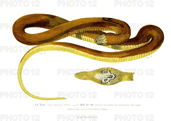 1 ) Najatripudians           1846
2 ) Naja head
Planche illustrée parue dans l'ouvrage "Le Règne Animal distribué d'après son organisation", de Georges Cuvier, paru en 1817.
