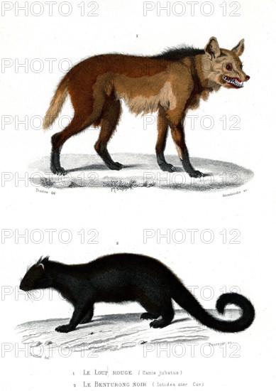 1 ) Canis jubatus
2 ) Ictides ater
1846
Planche illustrée parue dans l'ouvrage "Le Règne Animal distribué d'après son organisation", de Georges Cuvier, paru en 1817.
