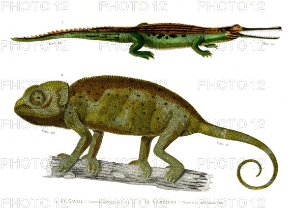 1 ) Lacerta Gangetica             1846
2 ) Chameleo africanus
Illustration from the French edition of the book "Le Règne Animal" by Georges Cuvier, published in 1817.