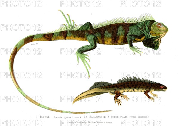 1 ) Lacerta iguana         1846
2 ) Triton cristatus
Planche illustrée parue dans l'ouvrage "Le Règne Animal distribué d'après son organisation", de Georges Cuvier, paru en 1817.