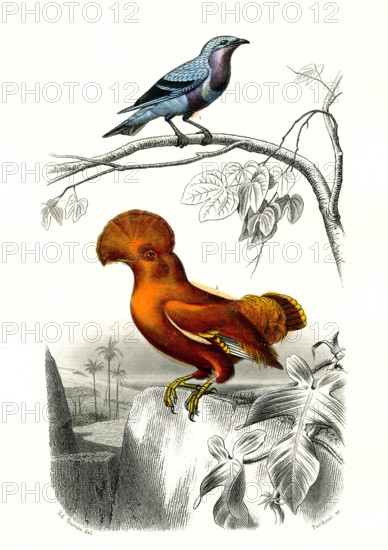 1 ) le cordon bleu       1846
2 ) Le coq de roche
Planche illustrée parue dans l'ouvrage "Le Règne Animal distribué d'après son organisation", de Georges Cuvier, paru en 1817.