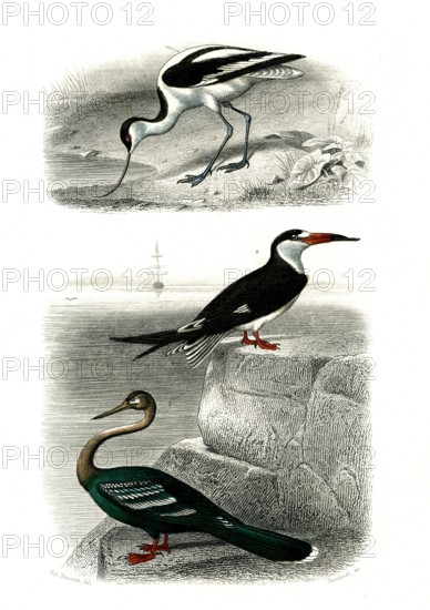 1 ) l'avocette     1846
2 ) le bec en ciseaux
3 ) l' anihnga
Planche illustrée parue dans l'ouvrage "Le Règne Animal distribué d'après son organisation", de Georges Cuvier, paru en 1817.