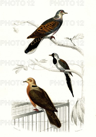 1 ) La tourterelle        1846
2 ) tourtelette
3 ) Tourterelle à collier
Planche illustrée parue dans l'ouvrage "Le Règne Animal distribué d'après son organisation", de Georges Cuvier, paru en 1817.