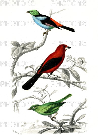 1 ) Le septicolor              1846
2 ) Le Scarlatte
3 ) Le rouverdin
Illustration from the French edition of the book "Le Règne Animal" by Georges Cuvier, published in 1817.