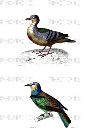1 ) Coloba cruentata         1846
2 ) Cor viridis  ( Le rollier vert )
Planche illustrée parue dans l'ouvrage "Le Règne Animal distribué d'après son organisation", de Georges Cuvier, paru en 1817.